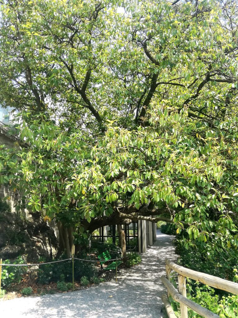 Arboreto di Arco